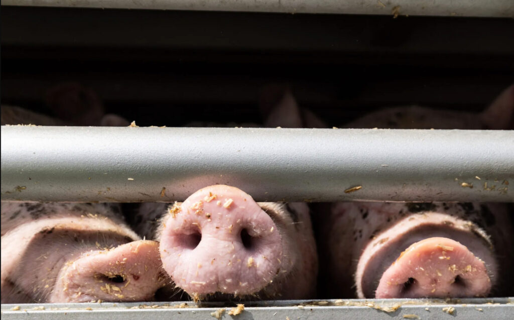 Ein typisches Bild für Tiertransporte: Schweinenasen schauen aus einem Transportfahrzeug heraus.