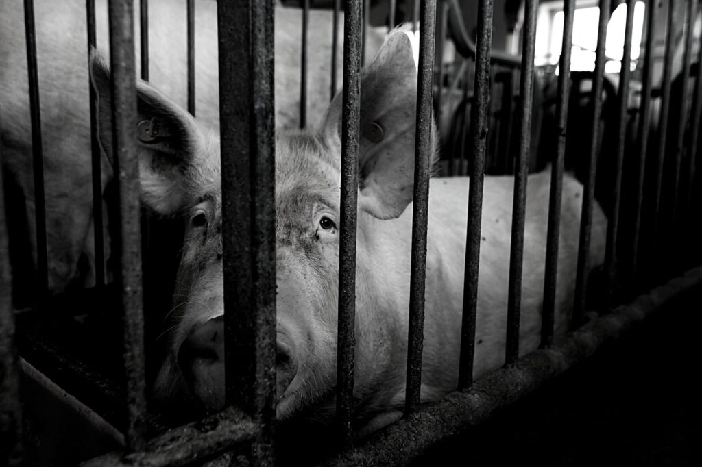 Ein Schwein hinter Gitterstäben in der industriellen Tierhaltung.